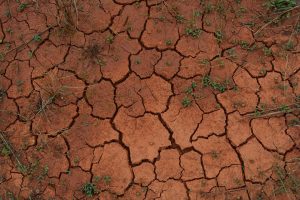 La sequía está dejando sin cultivos las tierras